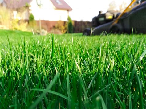 Lime the lawn. Things To Know About Lime the lawn. 
